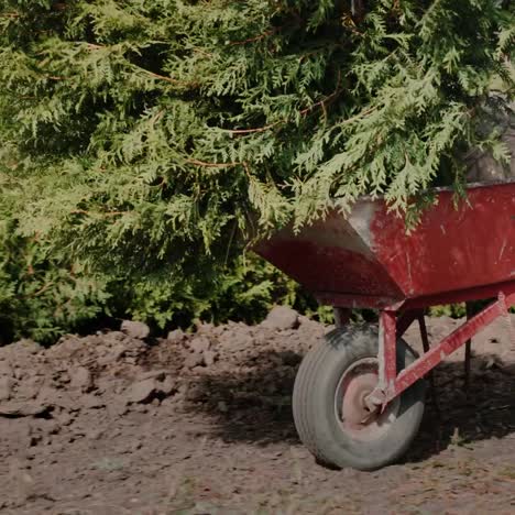 worker carries saplings in a wheelbarrow 4