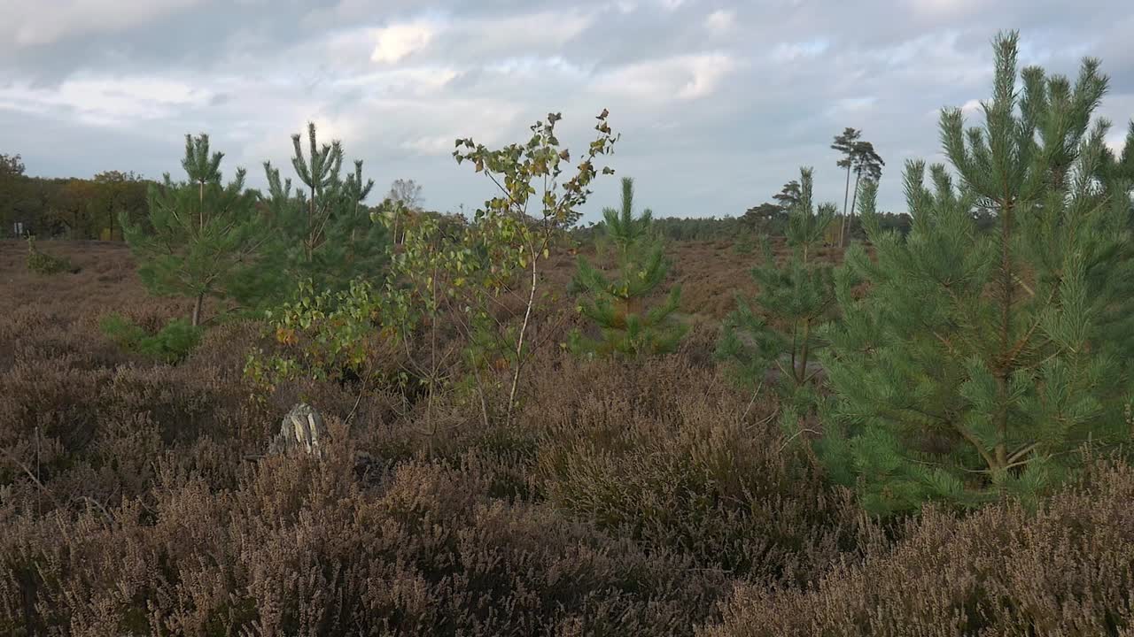 fotografía panorámica de un valle de otoño cubierto de arbustos y árboles jóvenes balanceándose en el viento, en el fondo un bosque y un cielo nublado