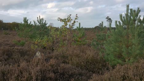 Panoramic-shot-of-an-autumn-valley-overgrown-with-shrubs-end-young-trees-swaying-in-the-wind,-in-the-background-a-forest-and-cloudy-sky