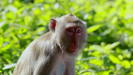 a monkey looks around in a lush environment