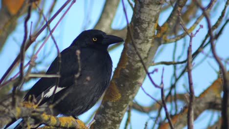 pied currawong perched on bare tree branch sunset australia, victoria, gippsland, maffra close up