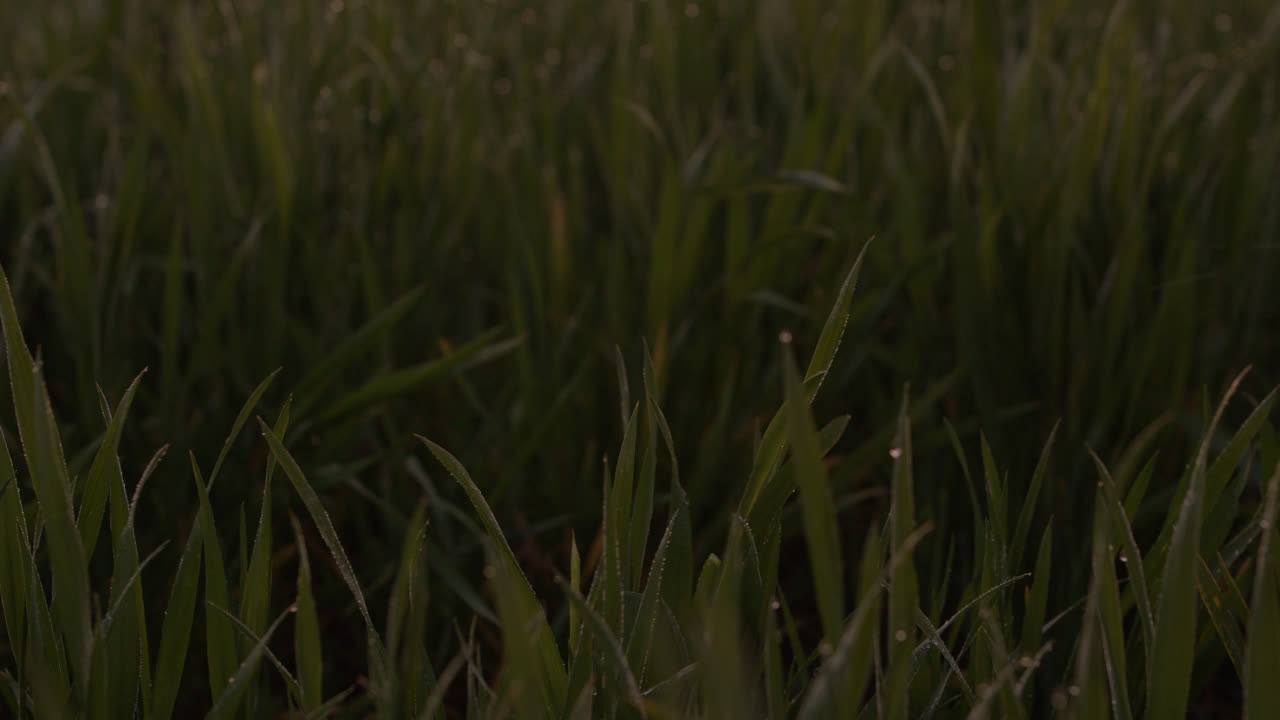 Man picks up hard case from tall green grass nature red sky