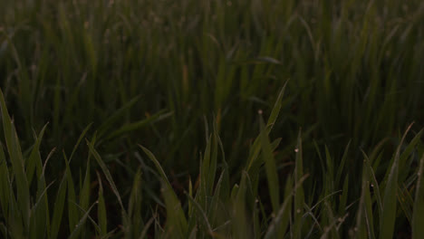 man picks up hard case from tall green grass nature red sky