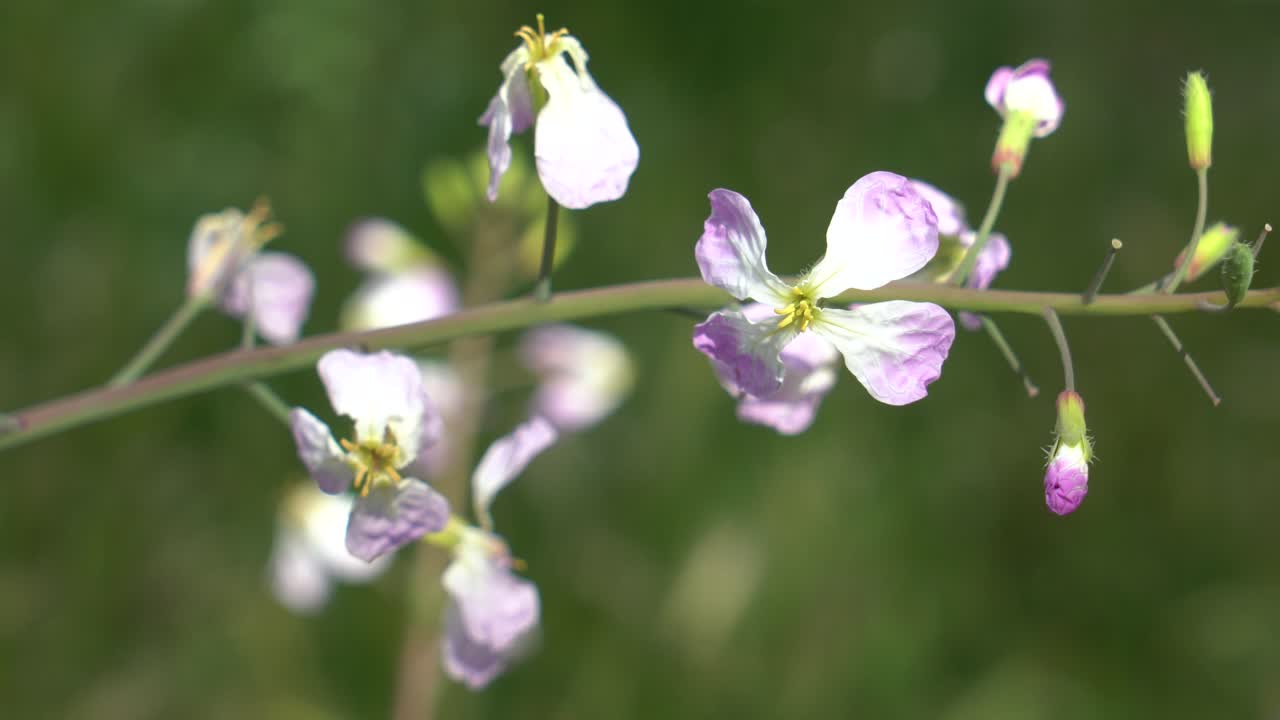 바람에 부드럽게 흔들리는 보라색과 흰색 꽃에 거시적인 초점을 맞춘 단순한 자연 배경