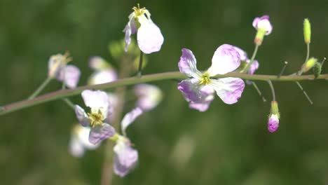 a simple nature background with a macro focus on a purple and white flower gently swaying in the wind