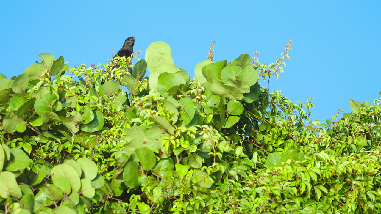 Smooth Billed Ani Bird on Sea Grape Tree Calling and Flying