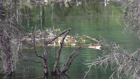 Two-beavers-work-hard-to-build-beaver-lodge-and-cache-food-for-winter