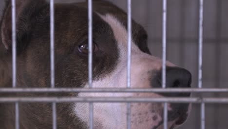 Close-up-of-a-purebred-cane-corso-dog-eyes-inside-a-metal-cage