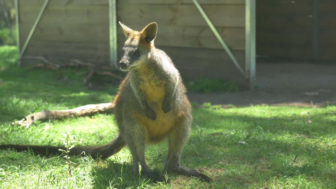 Small wallaby slow moves from left to right