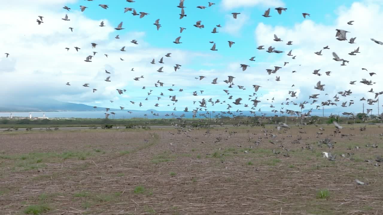 los pájaros de la misma pluma se agrupan