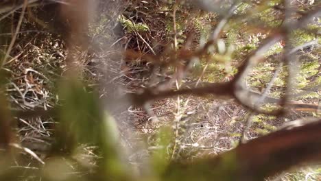 Drone-crash-after-colliding-with-a-tree-branch-lack-of-anti-shock-system