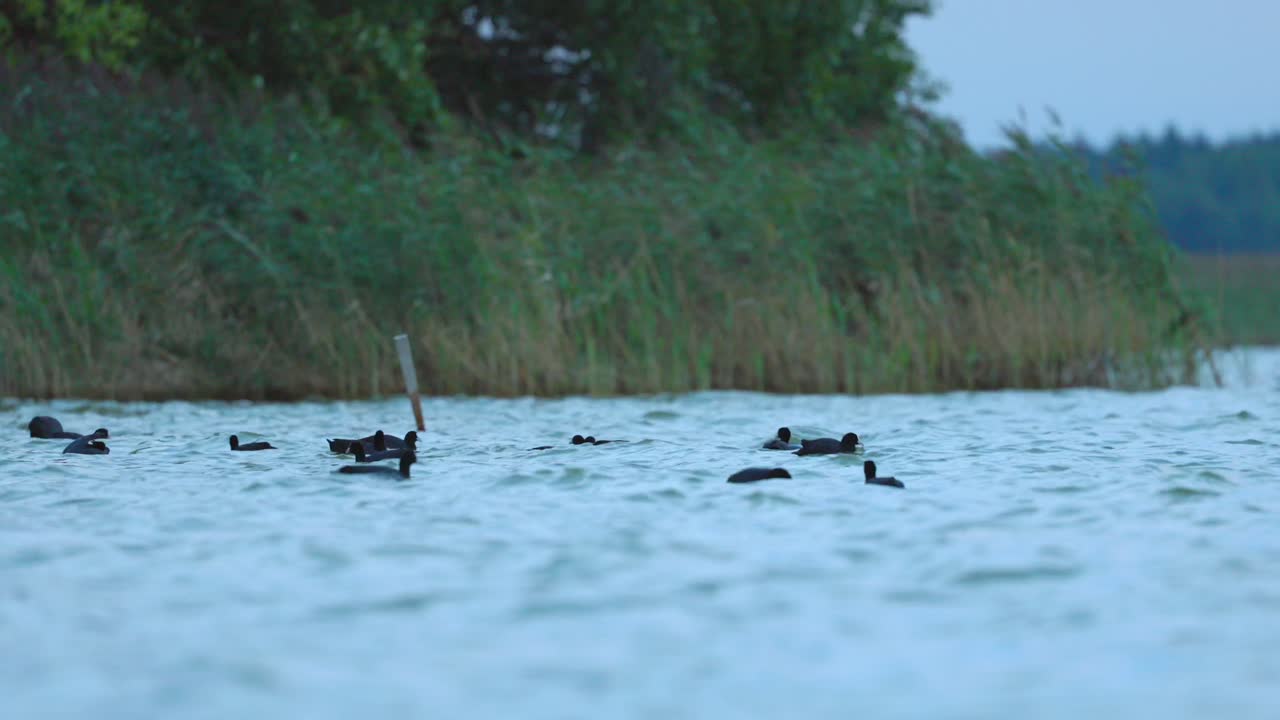 en la naturaleza de polonia, prosperan y arraigan, el siempre audaz y resistente coot