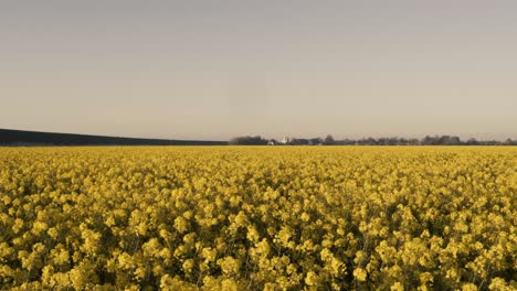 wide shot of natural yellow colored rape field in germany during dusk after sunset