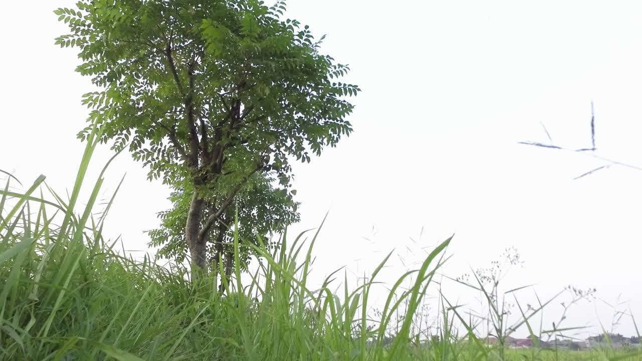grass and a tree in the wind during the day, low angle