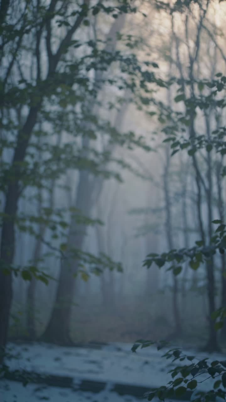 Ethereal forest scene with misty trees and soft sunlight, captured from a low angle