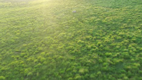 an aerial view of grassy fields at sunset