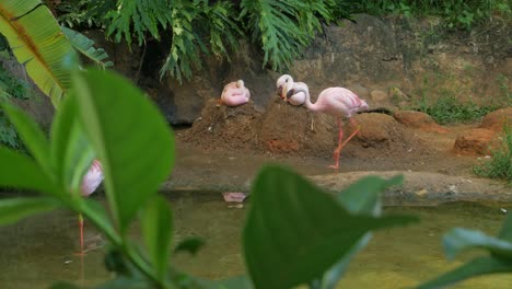 Group-of-Flamingoes-relaxing-by-waterside-pond-and