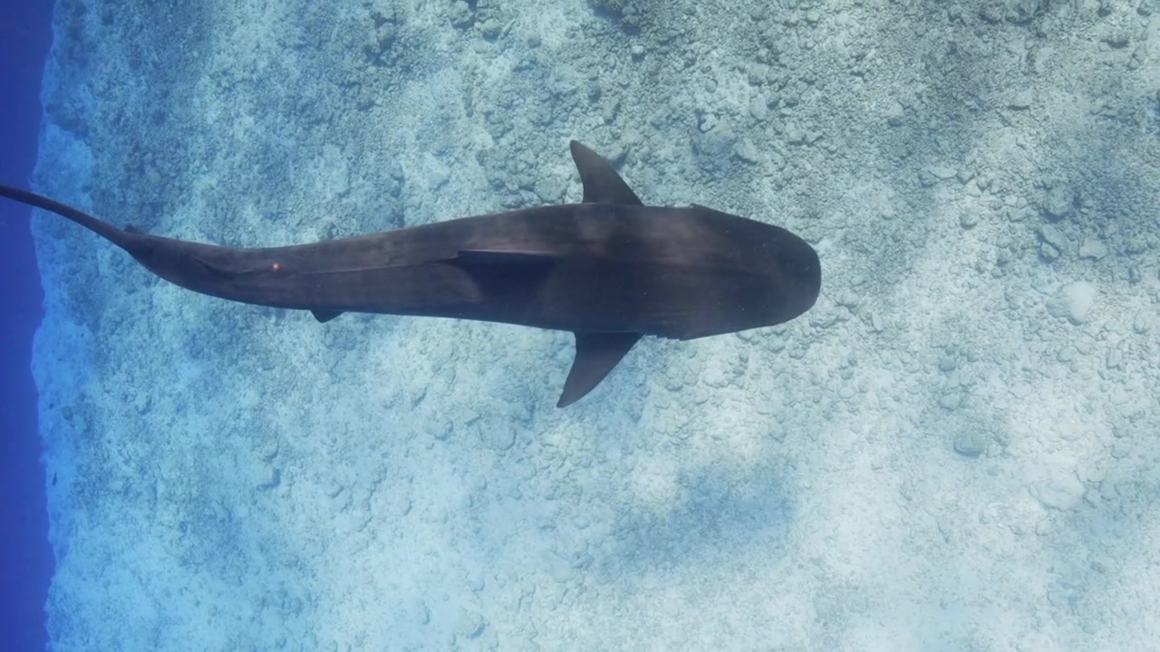 Filmato subacqueo di squalo tigre, vista a volo d'uccello | slow motion 4k