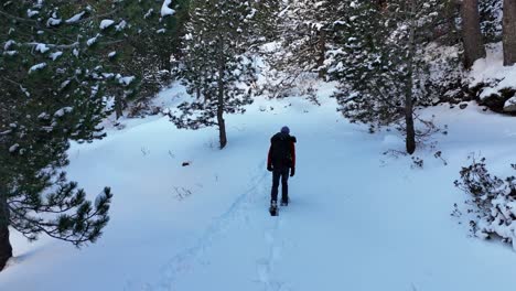 imágenes de drones de un hombre caminando entre árboles bajo la nieve en las montañas de los pirineos