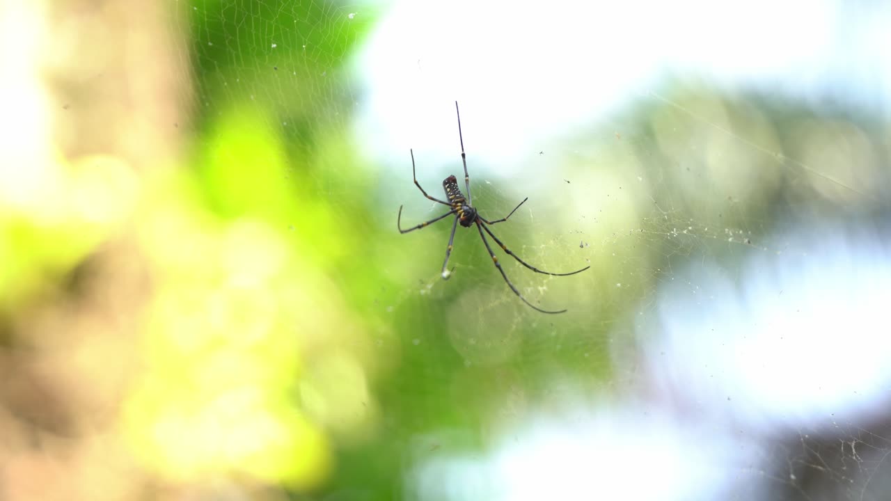 북부 황금 구 위버, nephila pilipes 7개의 다리 거미가 미풍 화창한 날 흐릿한 보케 배경에 거미줄에 매달려 있는 것을 발견하고 선택적 포커스 샷을 닫습니다.