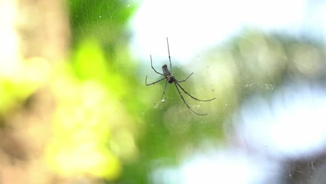 northern golden orb weaver, nephila pilipes seven legs spider spotted hanging on cobweb against blurred bokeh background on a breezy sunny day, close up selective focus shot