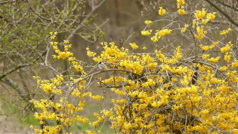 Schwarzkappenmeise-Sitzt-In-Einem-Baum-Mit-Gelber-Blüte-Und-Fliegt-Davon,-Totale