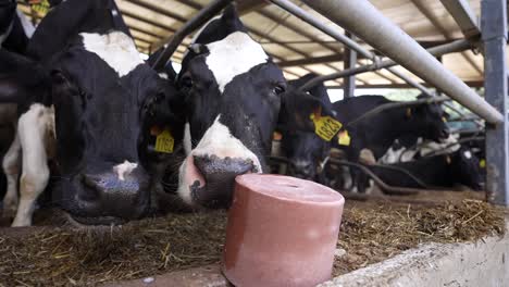 Cow-licking-with-tongue-salt-block