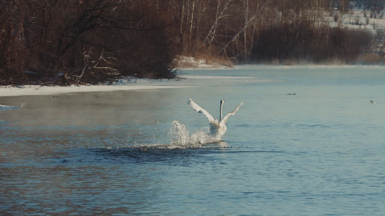 Swans Landing on a Winter River