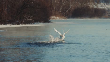 swans landing on a winter river