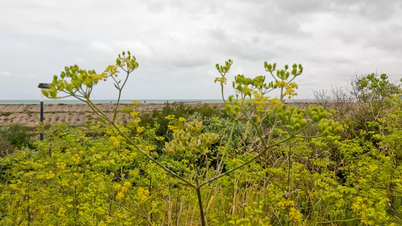 Yellow wildflowers and green foliage move gently in the wind on a cloudy day, with a coastal landscape and distant sea visible in the background