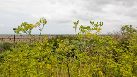 yellow wildflowers and green foliage move gently in the wind on a cloudy day, with a coastal landscape and distant sea visible in the background
