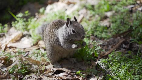 Squirrel-eating-at-Yosemite-National-Park,-California,-USA-in-april