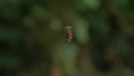 graceful caterpillar sways on silk thread against blurred backdrop