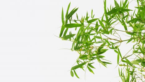 vertical footage - tropical green waving bamboo tree branch blowing in wind natural relax background concept with sunlight, abstract and bokeh