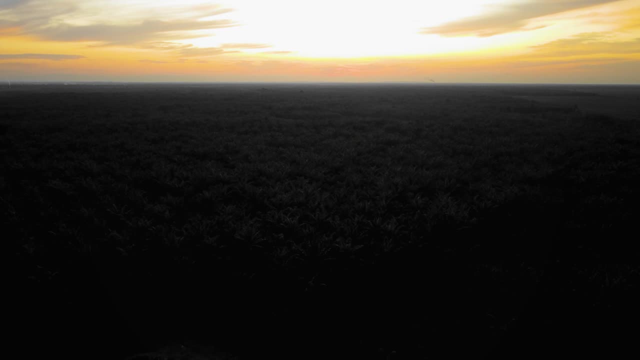 일몰과 고유가 기간 동안 야자나무로 둘러싸인 정글 한가운데에서 석유 탐사 및 착취를 위한 육상 시추 장비 구조의 영화 4k 드론 영상