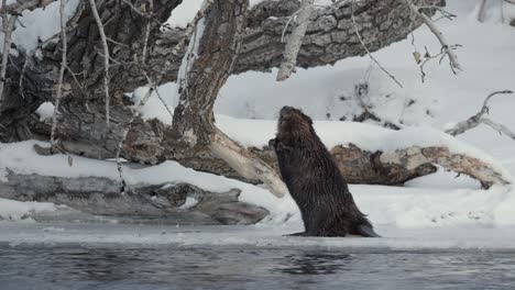 A-beaver-gracefully-traverses-along-the-icy-riverbank,-then-stands-tall-on-its-hind-legs,-and-skillfully-grasps-a-nearby-branch-with-its-nimble-front-paws,-and-begins-to-gnaw-on-the-branch