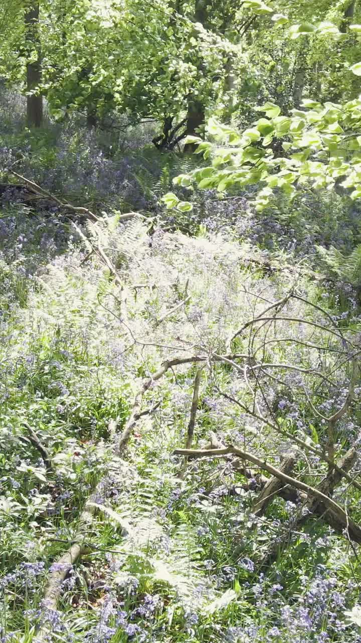video disparo vertical de un avión no tripulado de un bosque con campanillas azules creciendo en el campo del reino unido