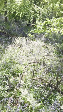 vertical video drone shot of woodland with bluebells growing in uk countryside