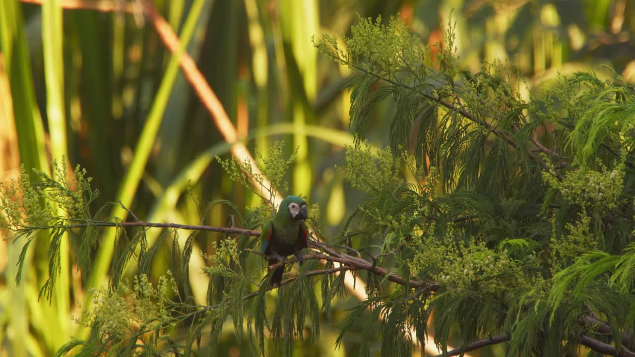 Tilt down reveal of Red-bellied macaw perched on a treetop, basking and surveying in the Peruvian Amazon.