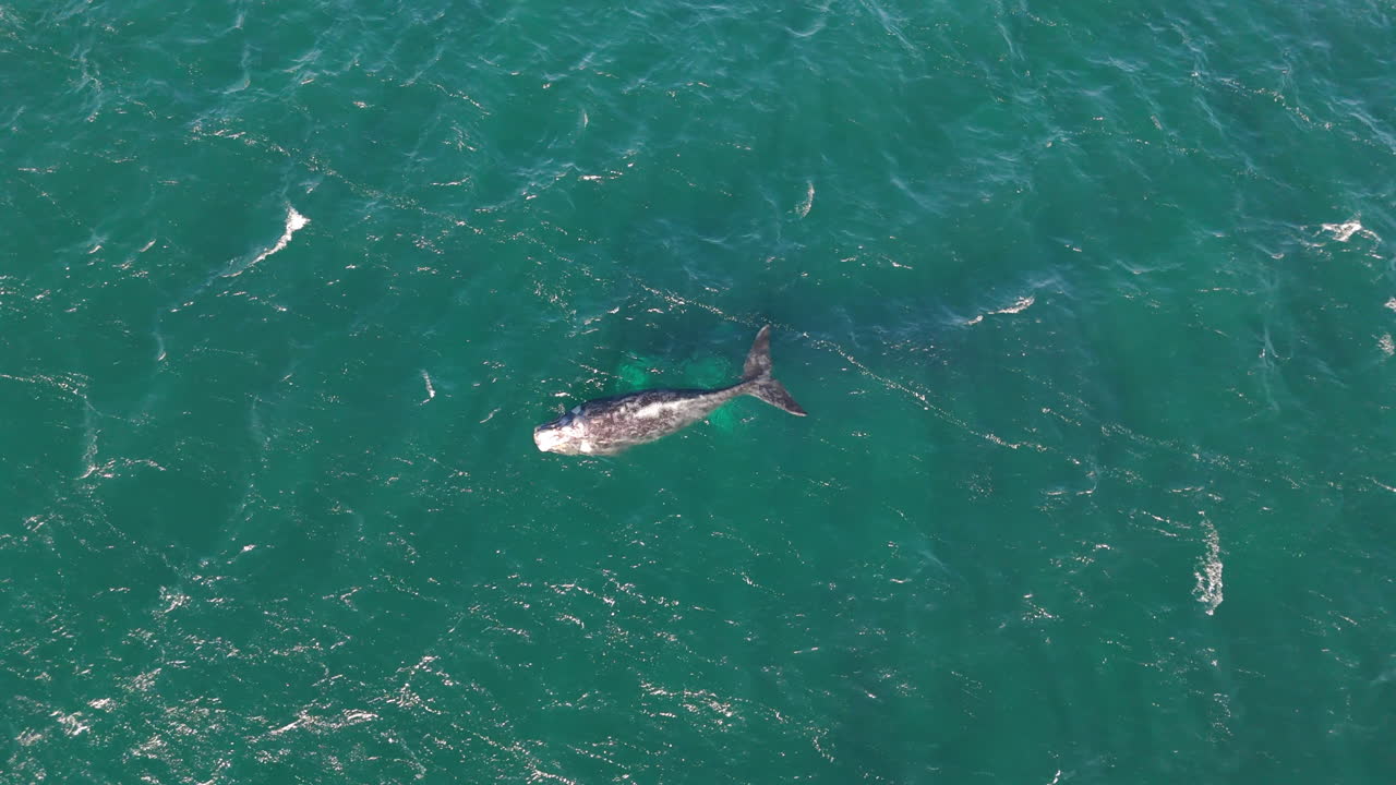 Top down aerial of southern right whale surfacing in clear green ocean water