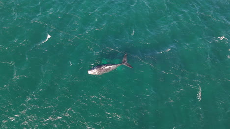 top down aerial of southern right whale surfacing in clear green ocean water