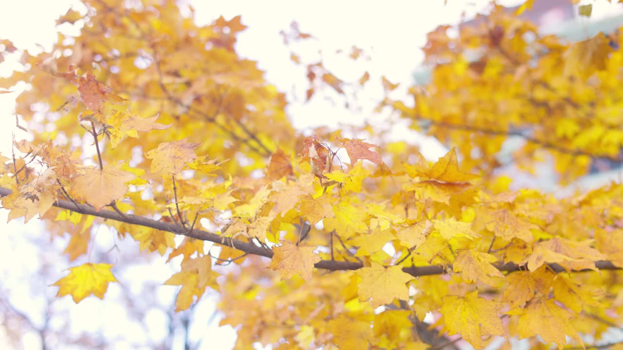 오타루 최고의 뷰