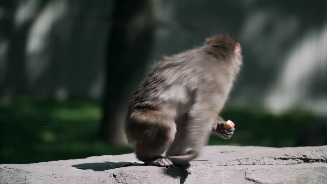 좋은 날씨에 바위 위를 이동하면서 음식을 먹는 원숭이 - 클로즈업