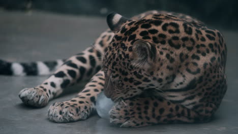 a jaguar licking on the cold ice block while lying on the concrete floor in the zoo - close up