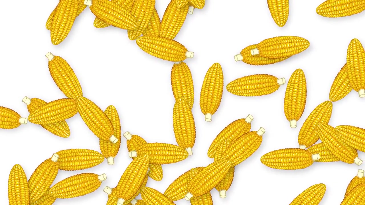 Yellow corn cobs fall and tumble across a clean white background in top-down view.