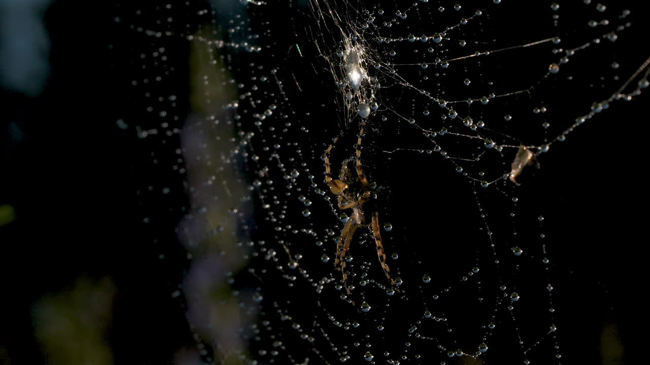 이슬로 인 거미줄 위에 있는 거미
