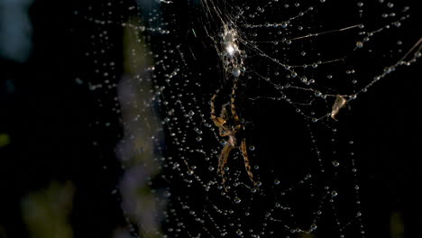 spider on dew-kissed web