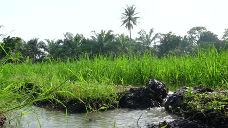 Traditionelles-Bewässerungssystem-Auf-Reisfeldern