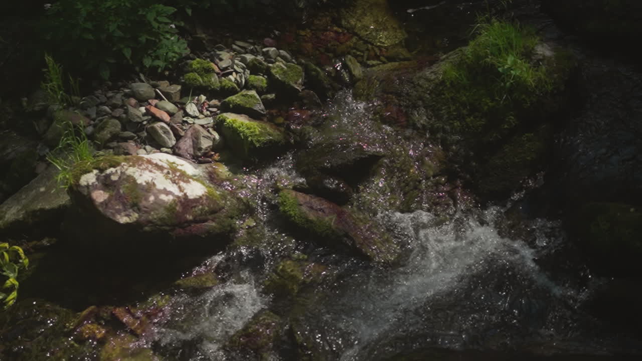 arroyo rocoso poco profundo con cascadas espumosas en el bosque profundo cámara lenta río de montaña con grandes rocas atraviesa la madera virgen poder del flujo de agua