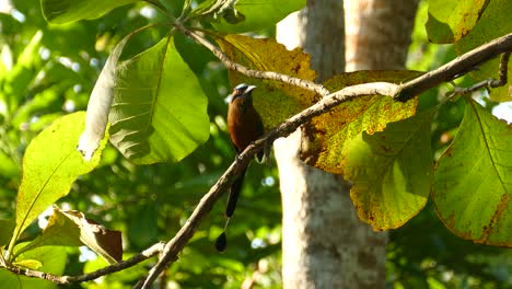 Blue-Crowned-Motmot-bird-standing-on-a-tree-branch-and-moving-its-tail